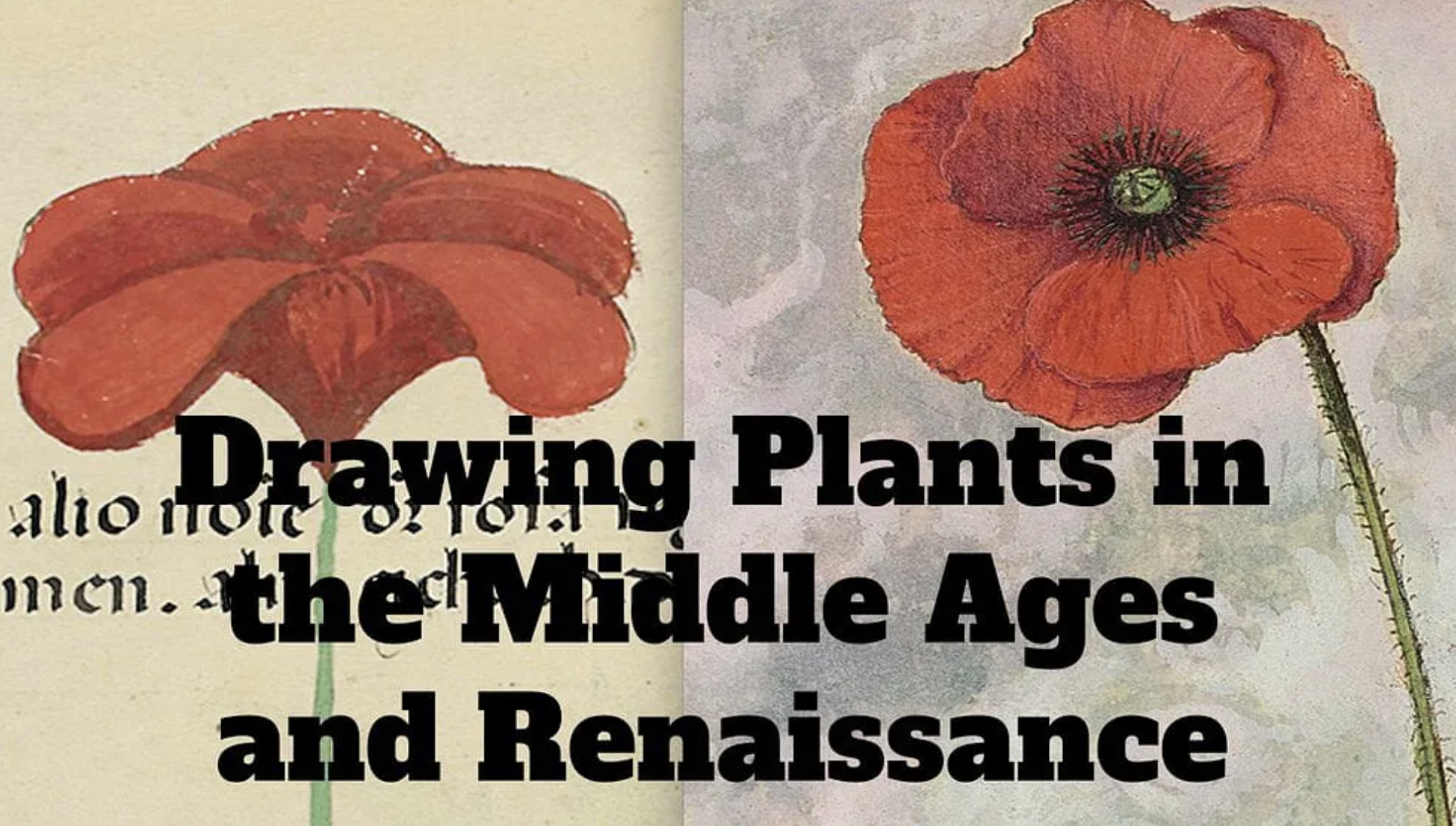 How to draw plants in the Middle Ages and Renaissance